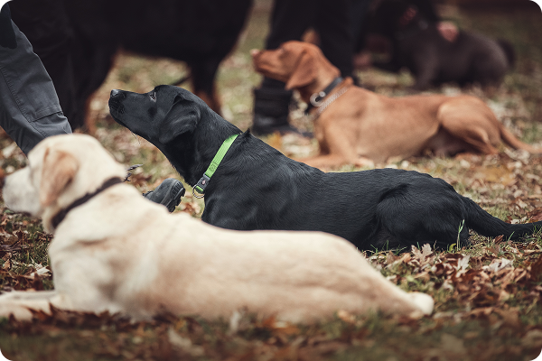 dog-training-johnsoncity.jpg