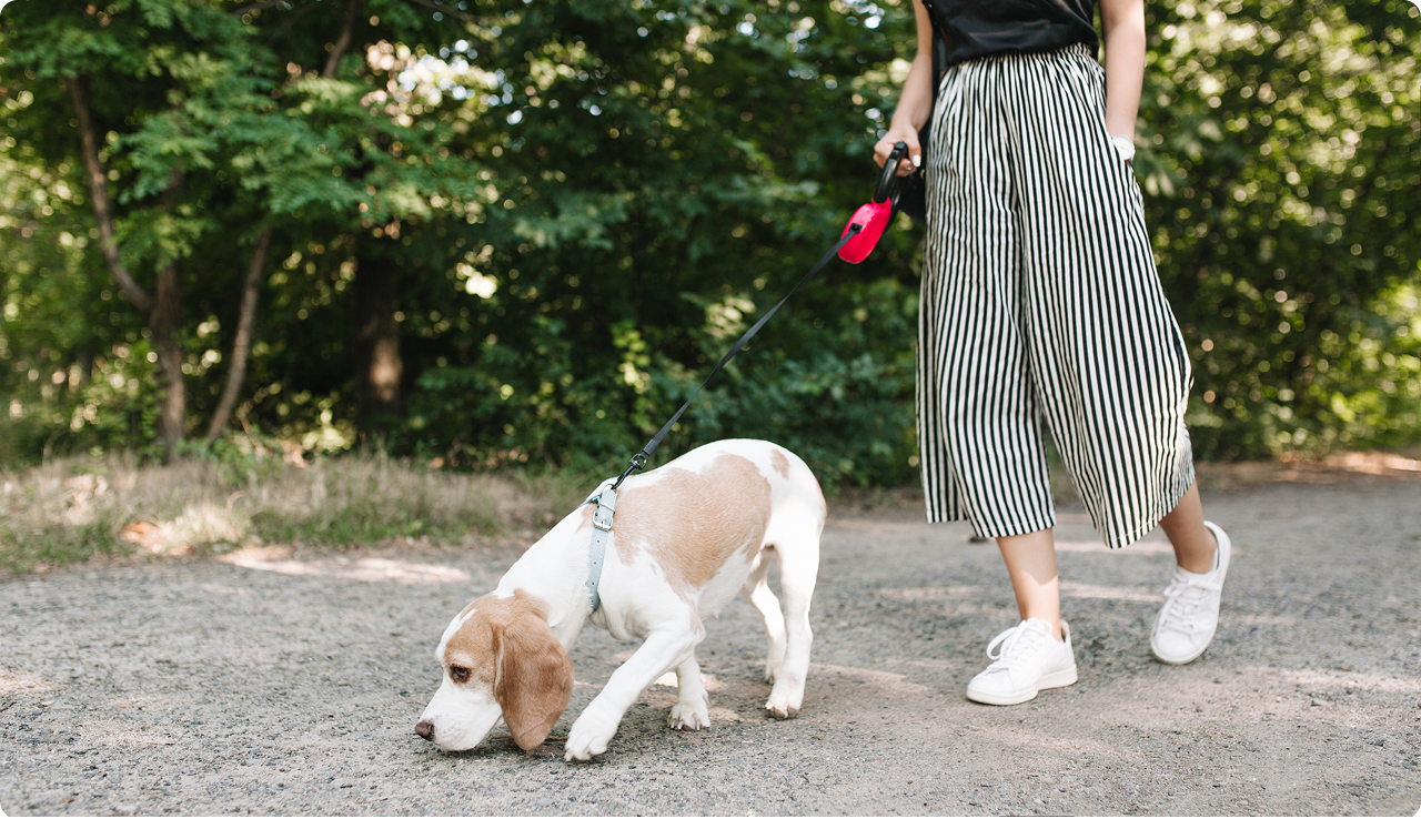 Dog trainer walking the dog outdoors