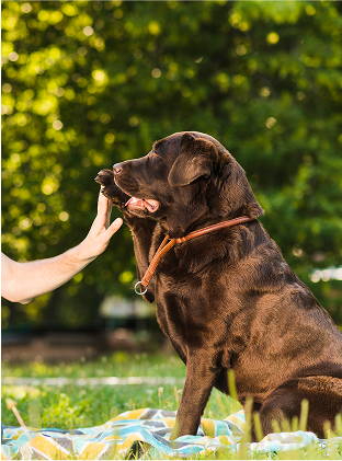 Labrador practicing advanced obedience skills with trainer in a Johnson City park.