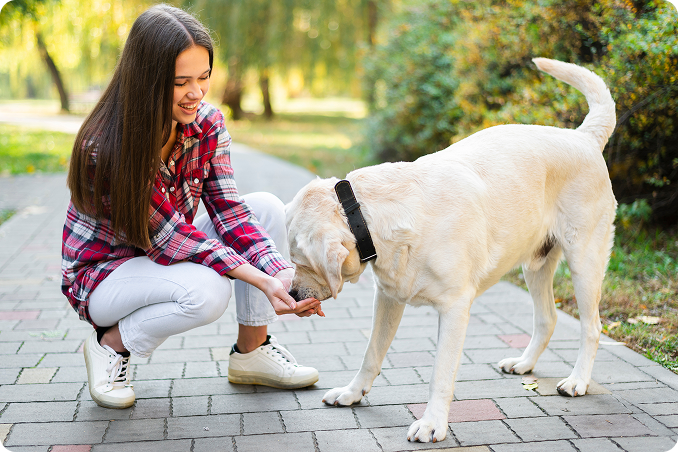 A female trainer give a treat to their Labrador  