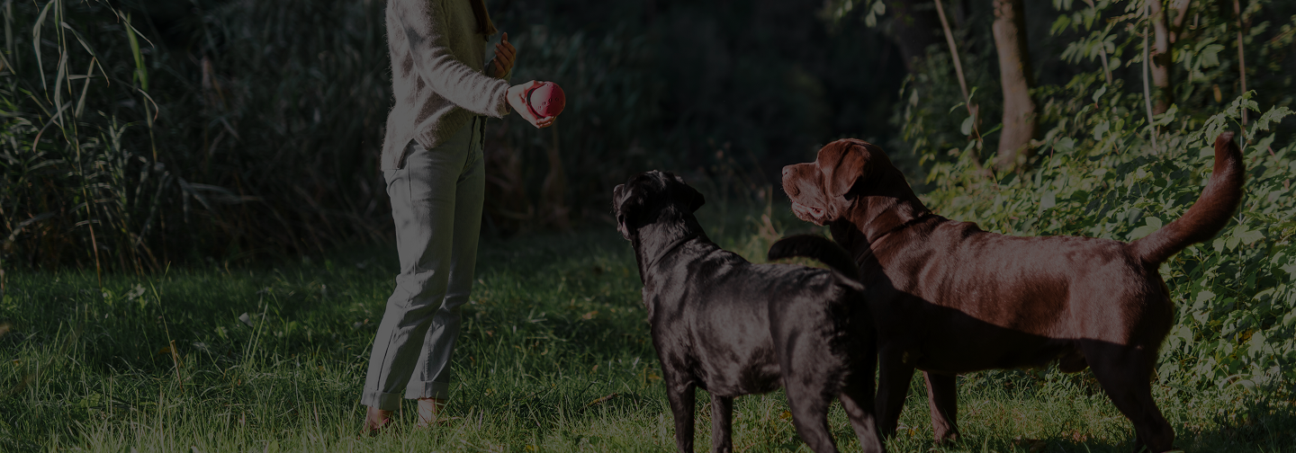 Dog trainer practicing obedience commands with two Labradors in a wooded park in Johnson City.
