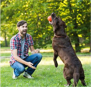 Engaging your dog through play and command training.

