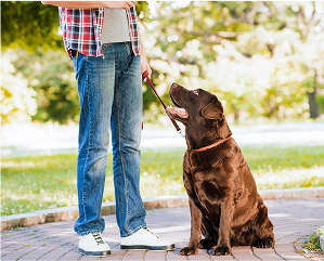 Off-leash training practice with Labrador retriever in a calm park setting.


