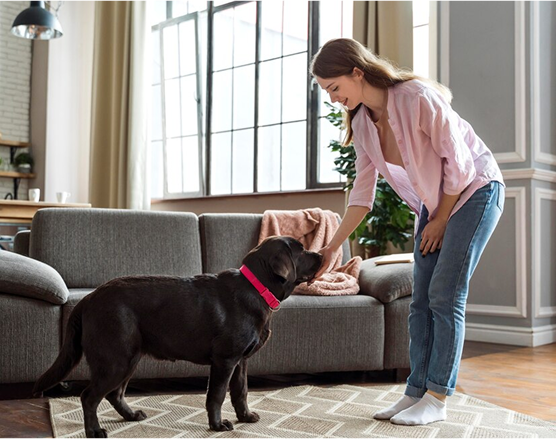 indoor-dog-obedience-training-tennessee.jpg