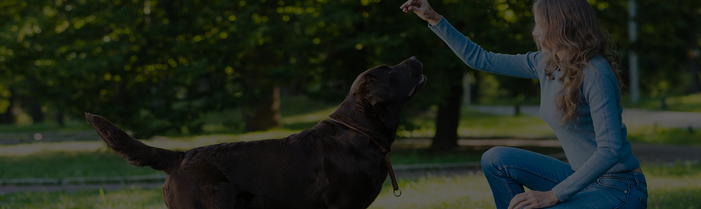 Girl training her dog to stay and rewarding with a treat