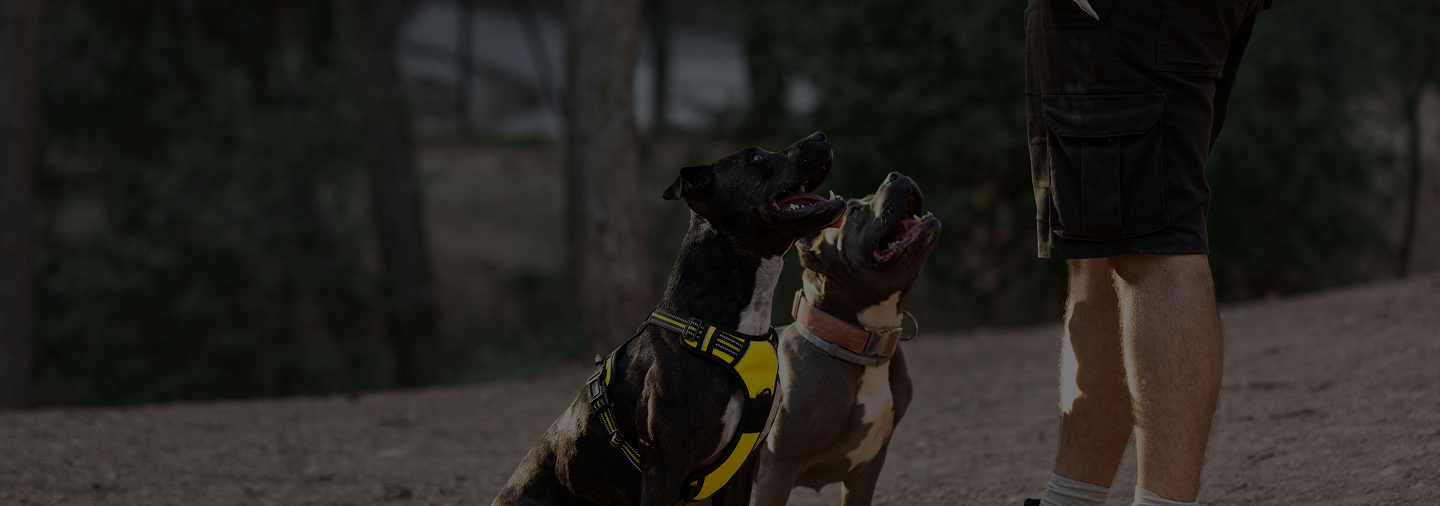 Dog wearing harness engaging in scent trailing training with a professional trainer in Johnson City