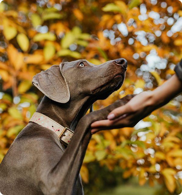 Dog placing paw in trainer’s hand during obedience training in Johnson City