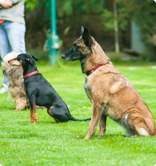 Group of dogs practicing sit command in a distraction-free park setting