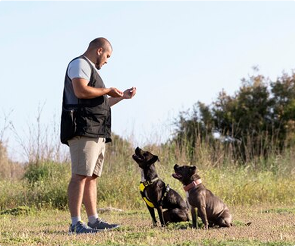 Two dogs following sit command from professional trainer in Tennessee