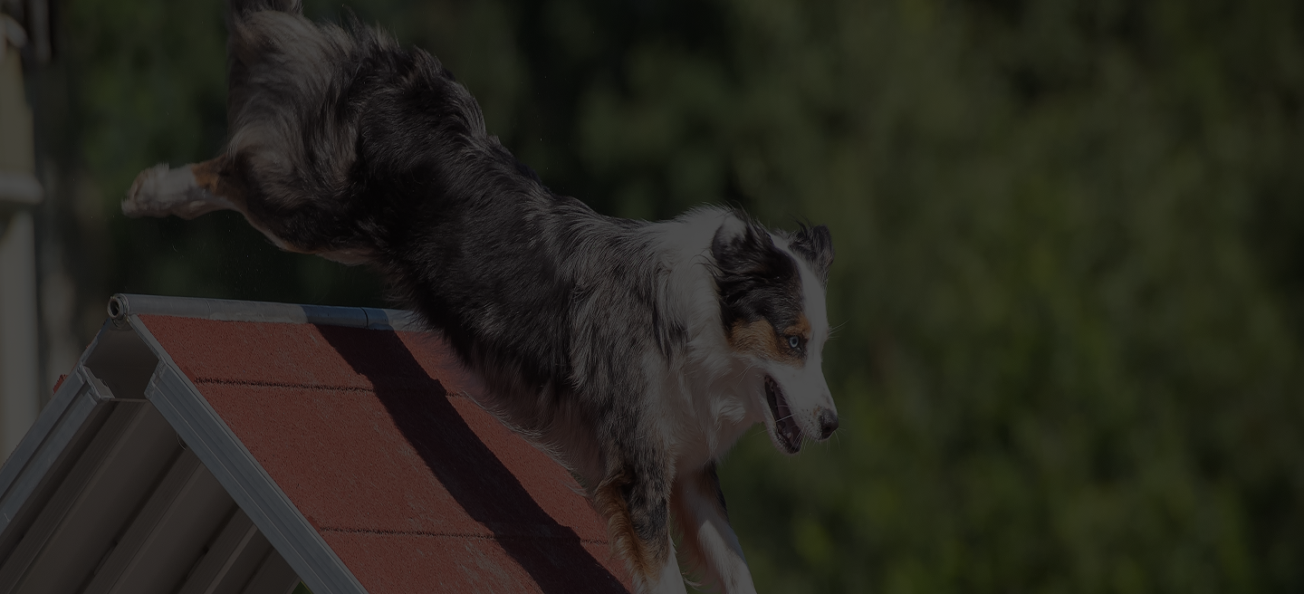 Working dog jumping over obstacle during agility drill