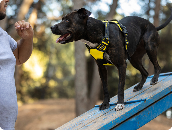 Trainer guiding dog to balance on platform during obedience training
