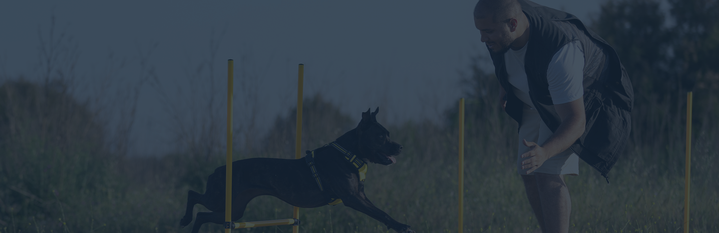 Dog jumping over multiple outdoor obstacles during agility training