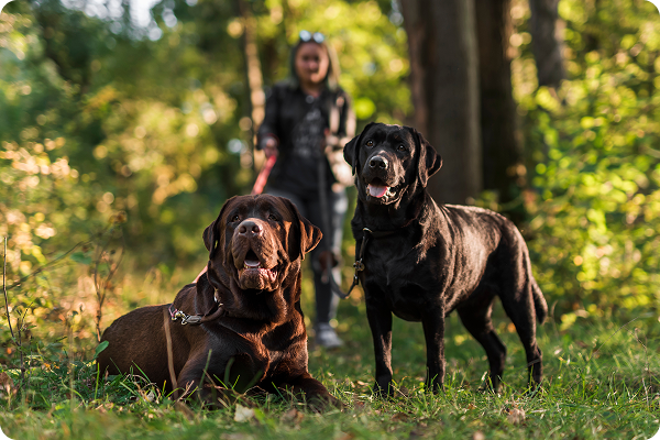 Two Labrador retrievers sitting side by side, focused and alert