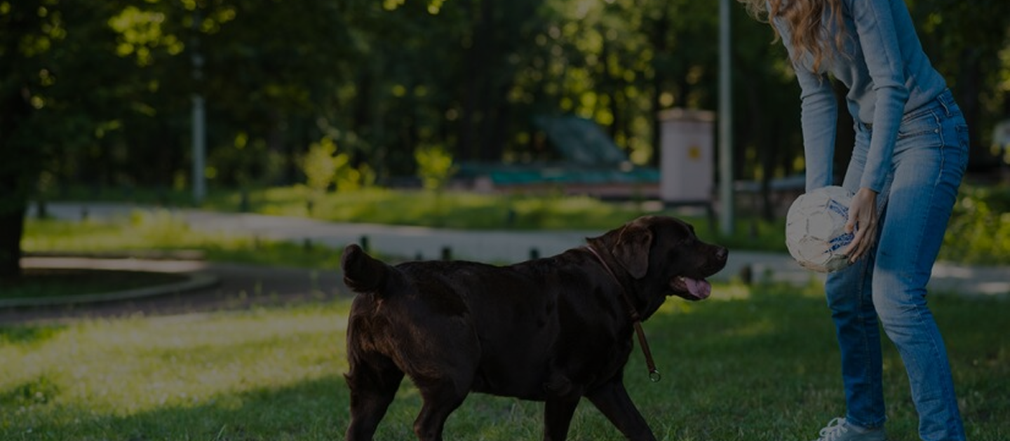 "Dog trainer engaging in outdoor play with dog using a football in Johnson City