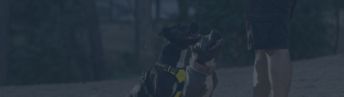 Dog trainer giving command to two obedient dogs in Johnson City