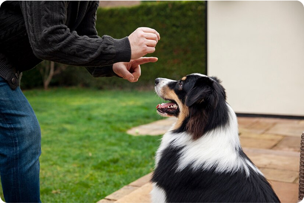 Dog trainer teaching stay command to a dog outdoors in Johnson City