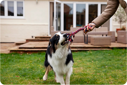 Trainer working with dog on leash in Johnson City