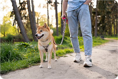 Dog on leash walking with trainer on forest trail in Johnson City