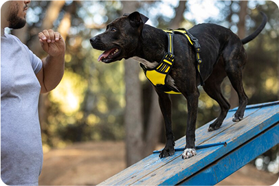 Dog on agility ramp during training with harness in Johnson City