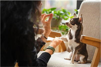 Trainer working with dog on leash outdoors