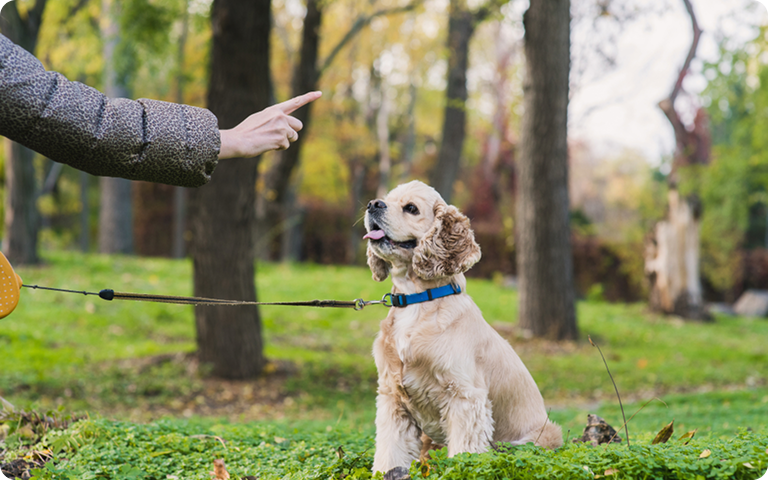 Trainer working with dog on leash outdoors