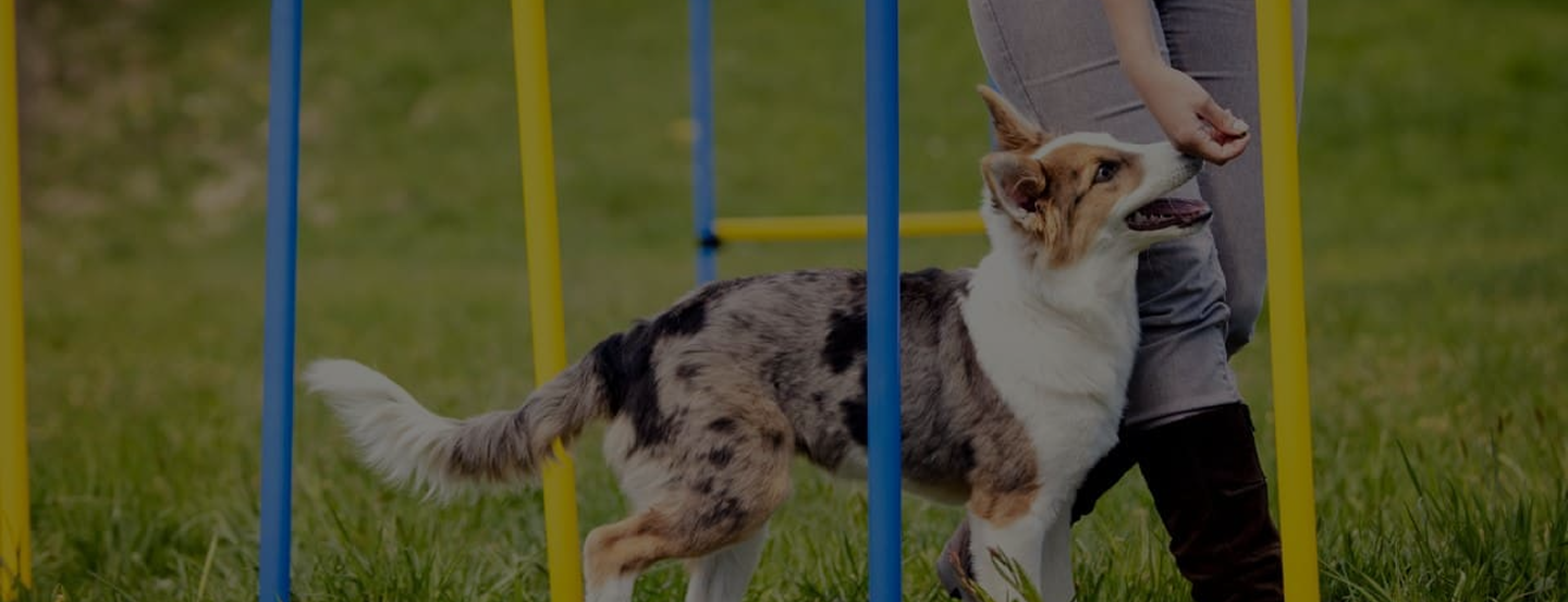 Trainer working with dog on leash outdoors
