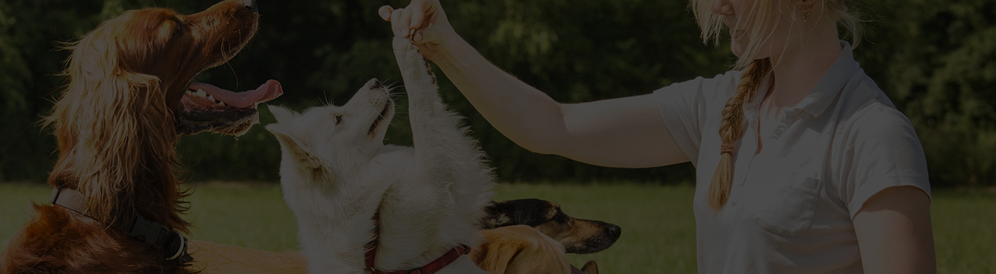 Trainer working with dog on leash outdoors