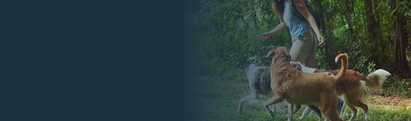 Image with Dogs