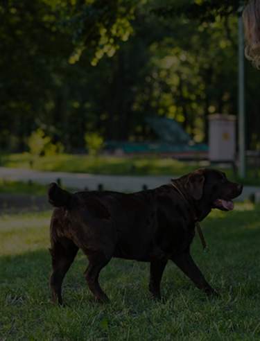 "Dog trainer engaging in outdoor play with dog using a football in Johnson City