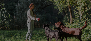 Dog trainer practicing obedience commands with two Labradors in a wooded park in Johnson City.