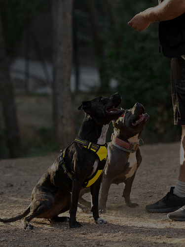 Dog wearing harness engaging in scent trailing training with a professional trainer in Johnson City