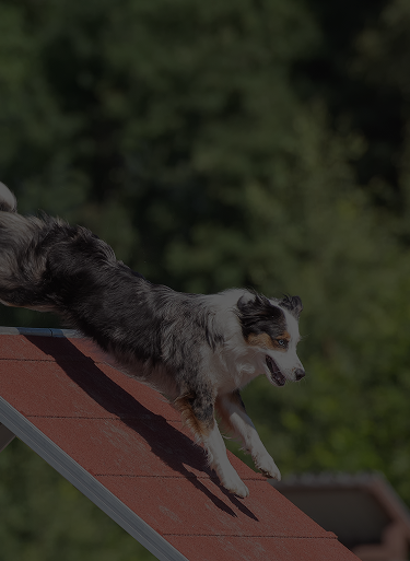 Working dog jumping over obstacle during agility drill