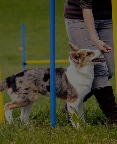Trainer working with dog on leash outdoors