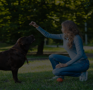 Girl training her dog to stay and rewarding with a treat