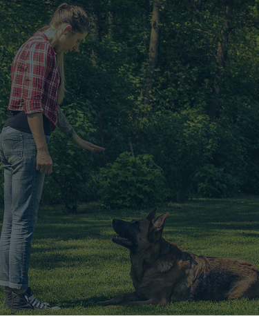 dog-training-johnsoncity.jpg