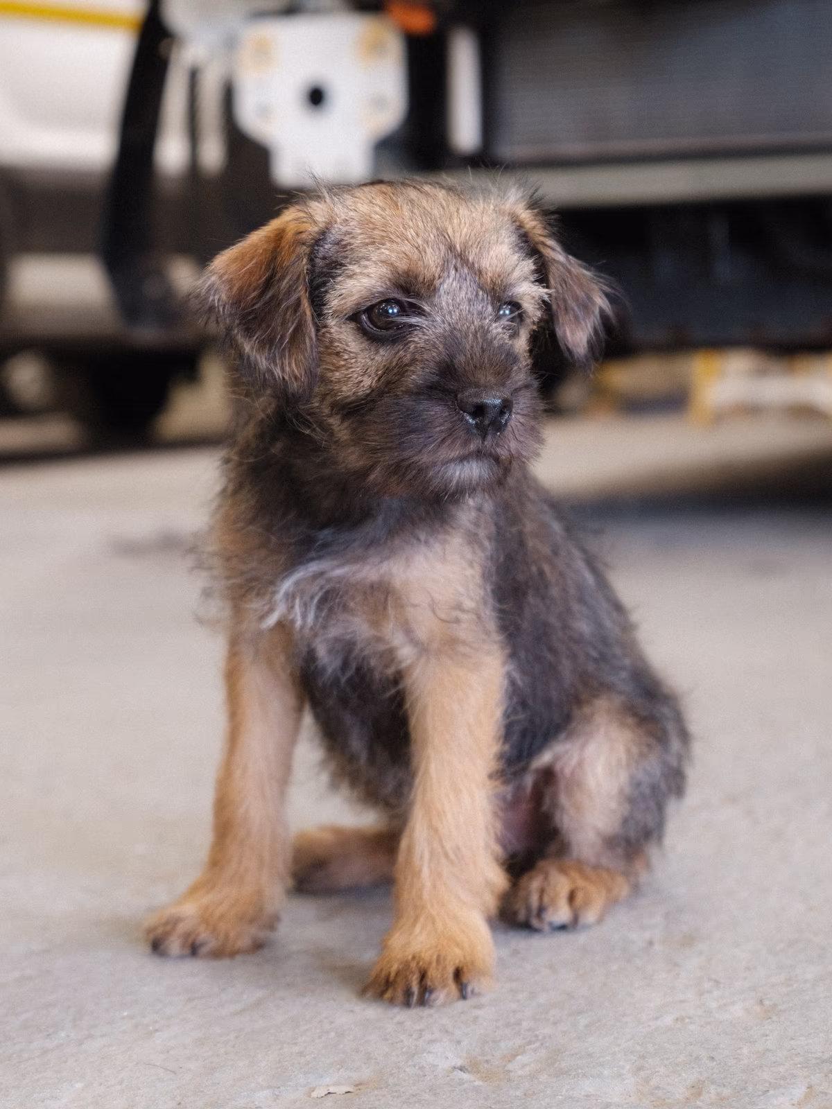 A portrait of WCC shop dog, Bobby.