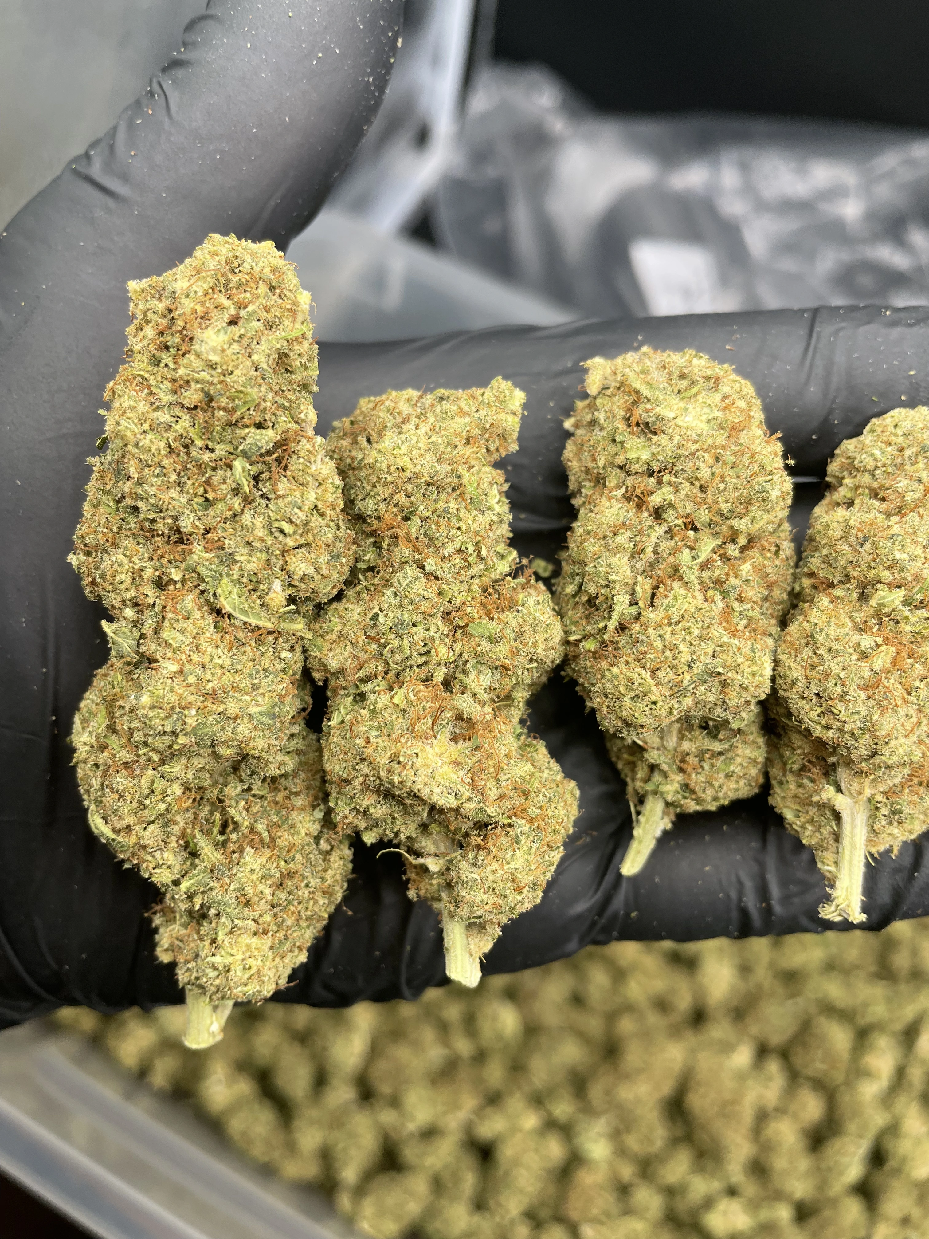 Candy Kush