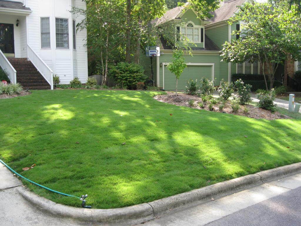 Well-maintained green lawn in front of houses with trees and a garden hose on the sidewalk.