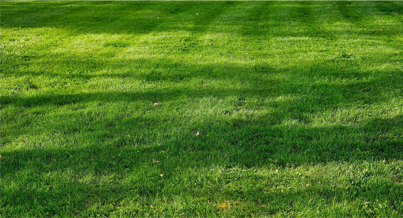 A vibrant green field of grass with scattered trees in the background.