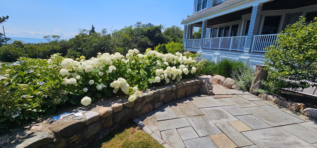 Residential landscape with hydrangeas and stone patio, Cape Ann