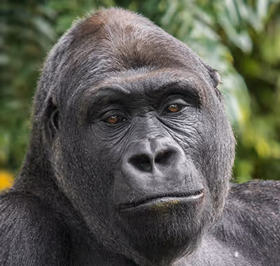 Gorilla Ouwehands Dierenpark