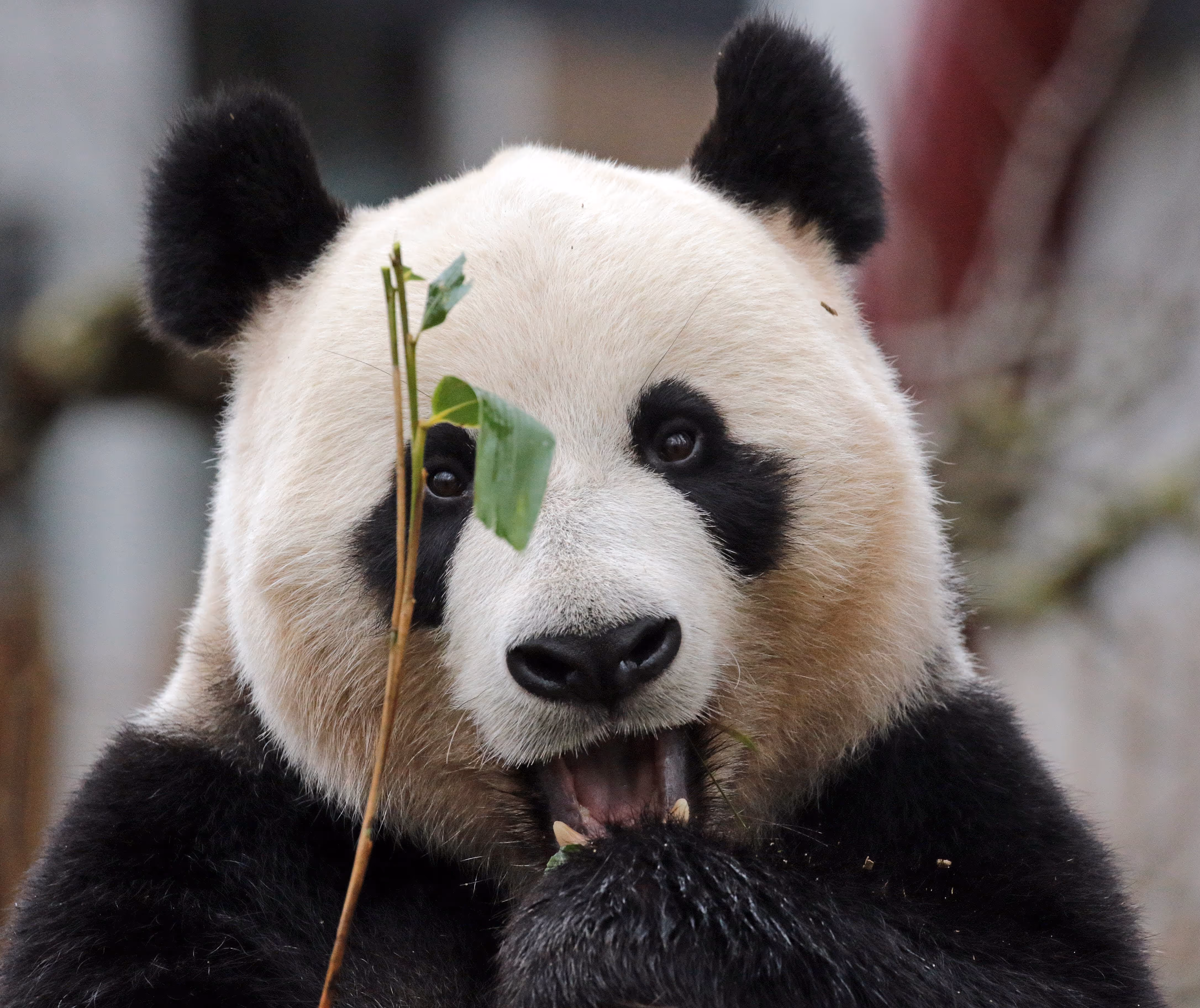 Reuzenpanda Ouwehands Dierenpark