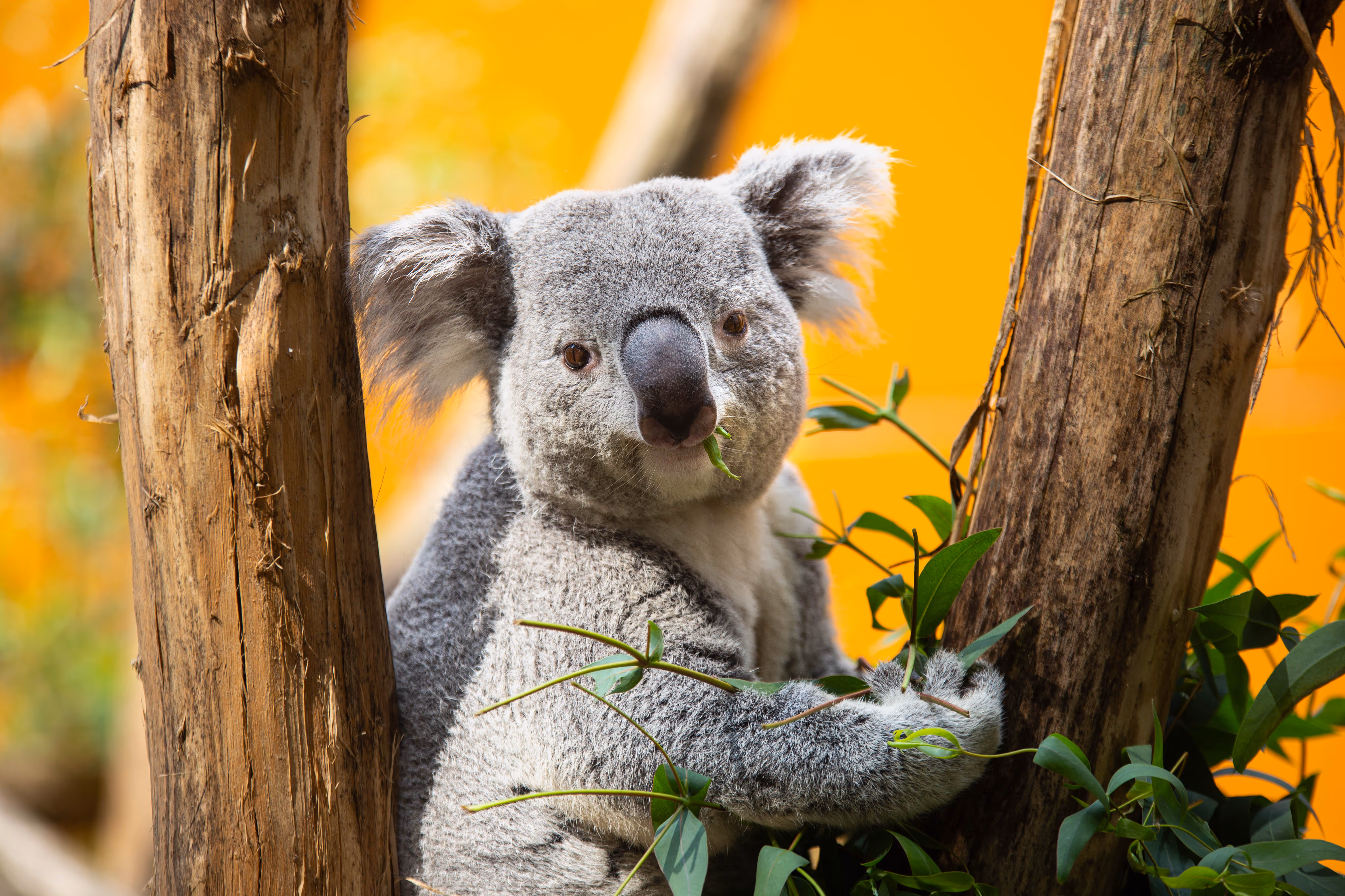 Koala, unieke diersoort, Ouwehands Dierenpark