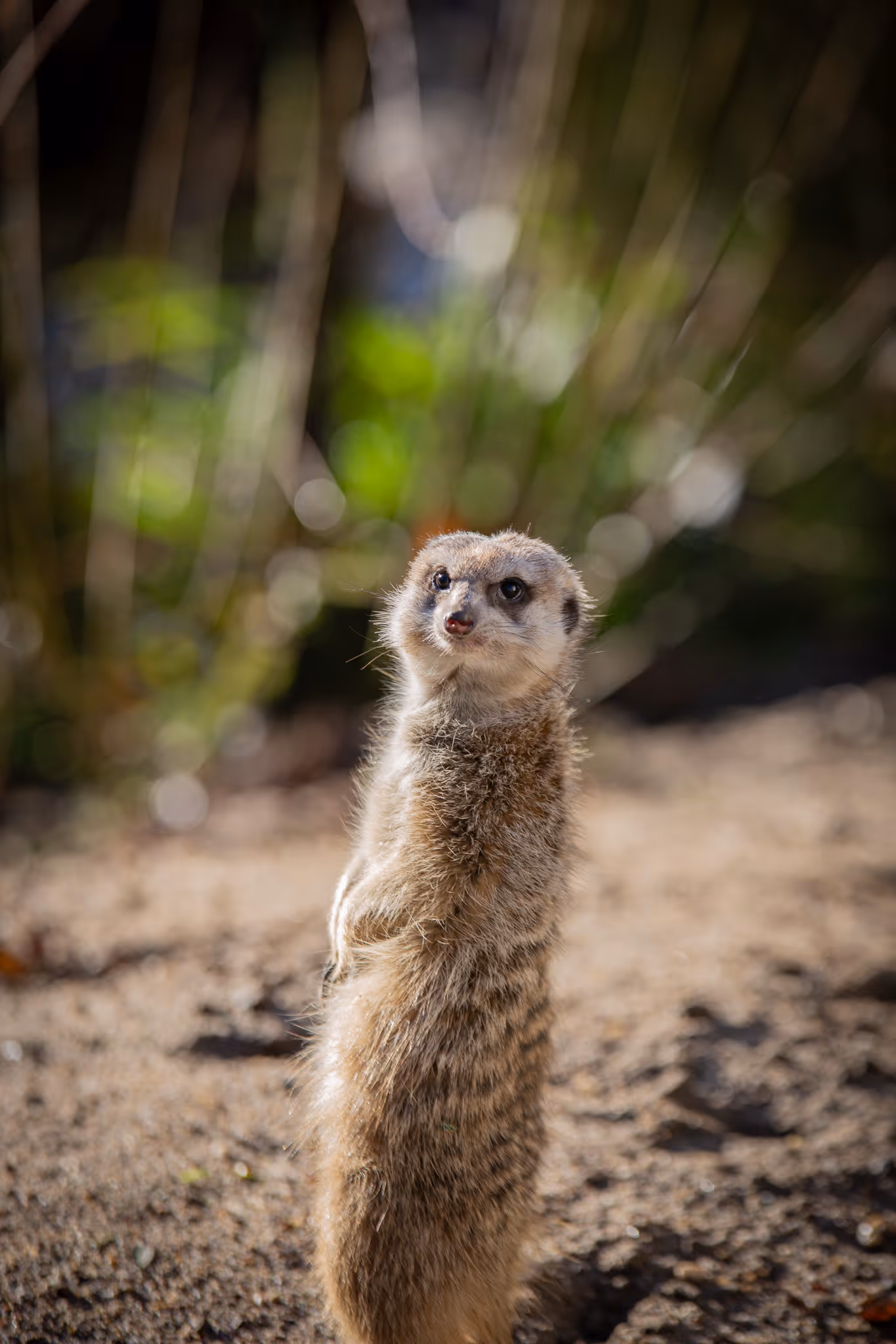 Stokstaartje Ouwehands Dierenpark