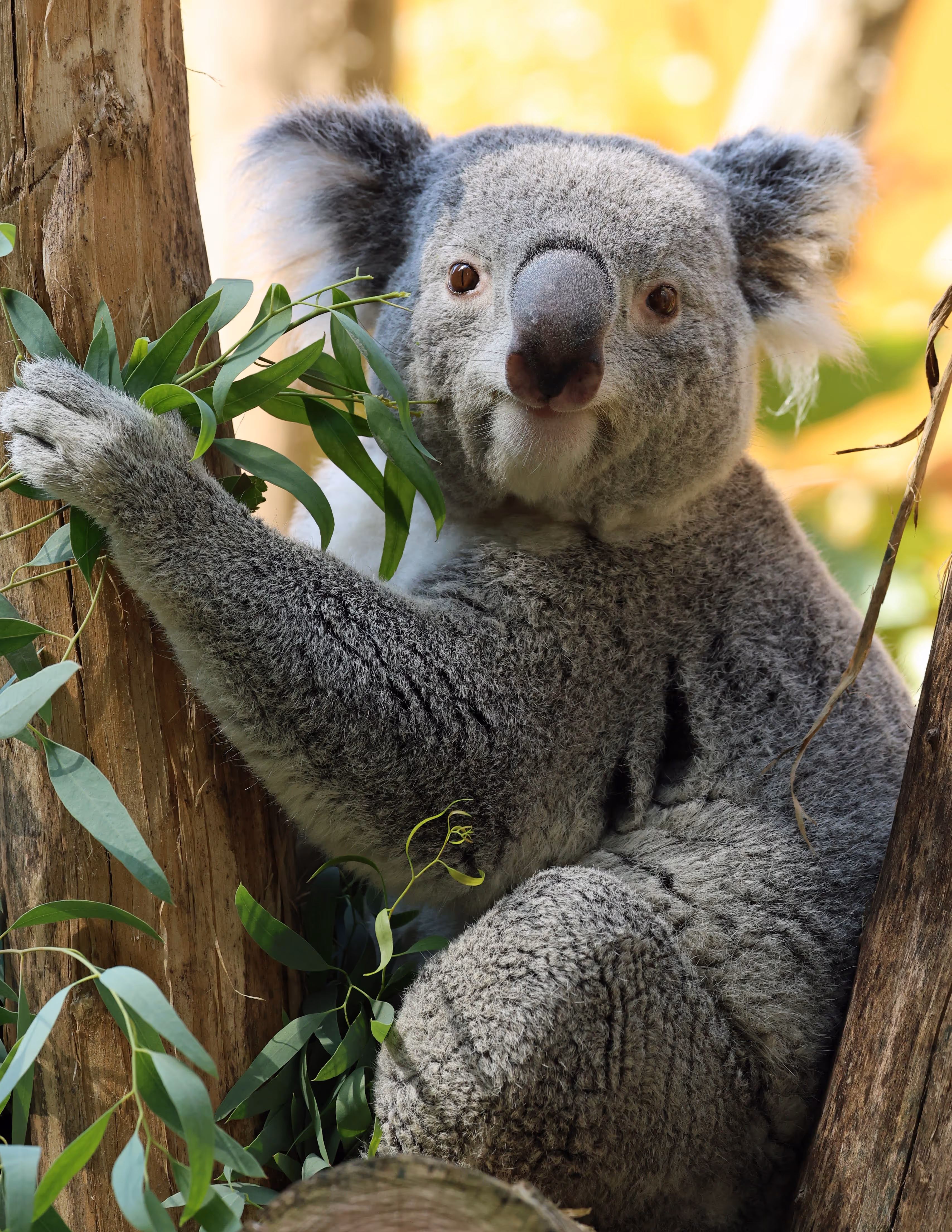 Koala Ouwehands Dierenpark