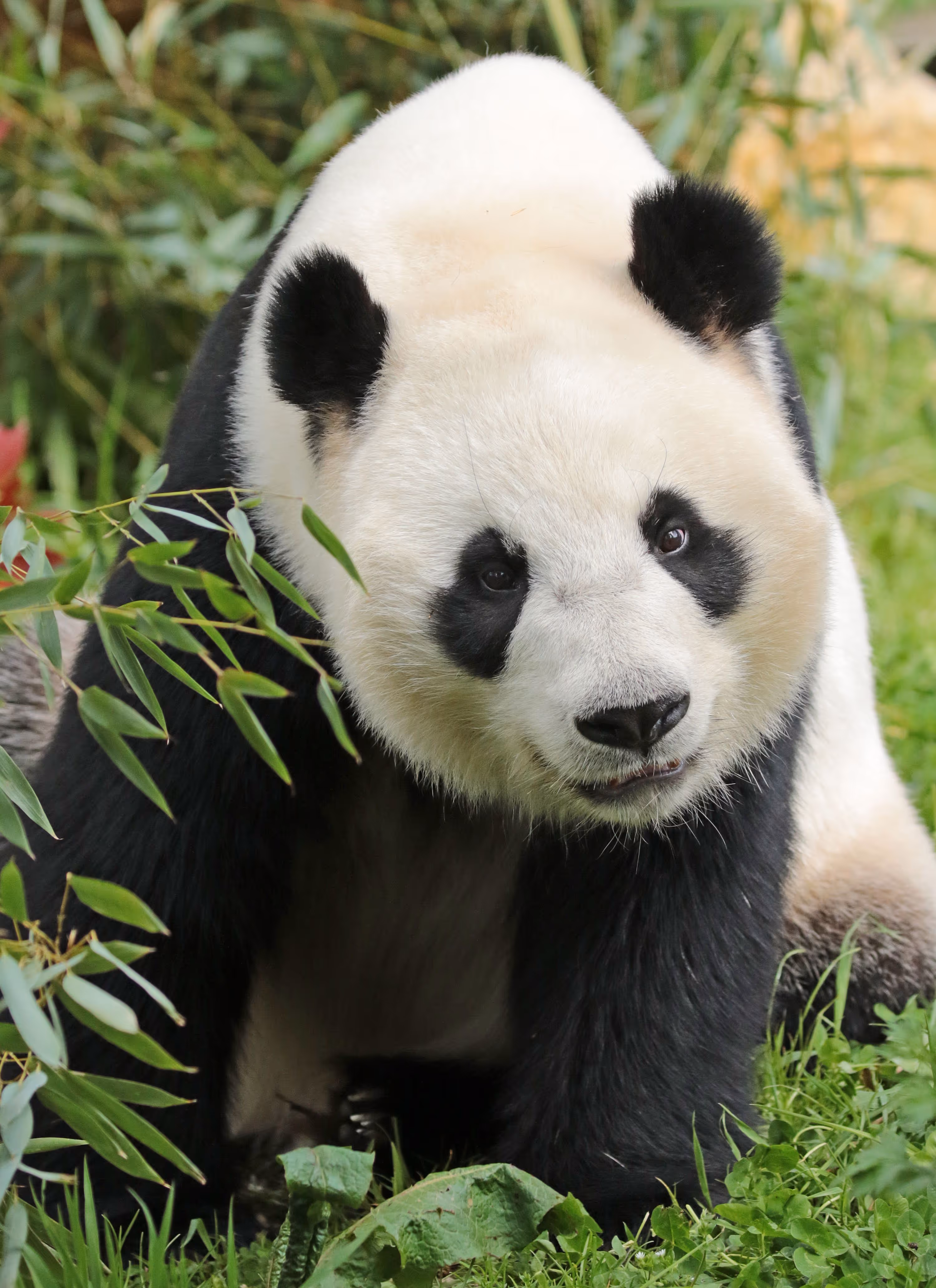 Reuzenpanda Ouwehands Dierenpark