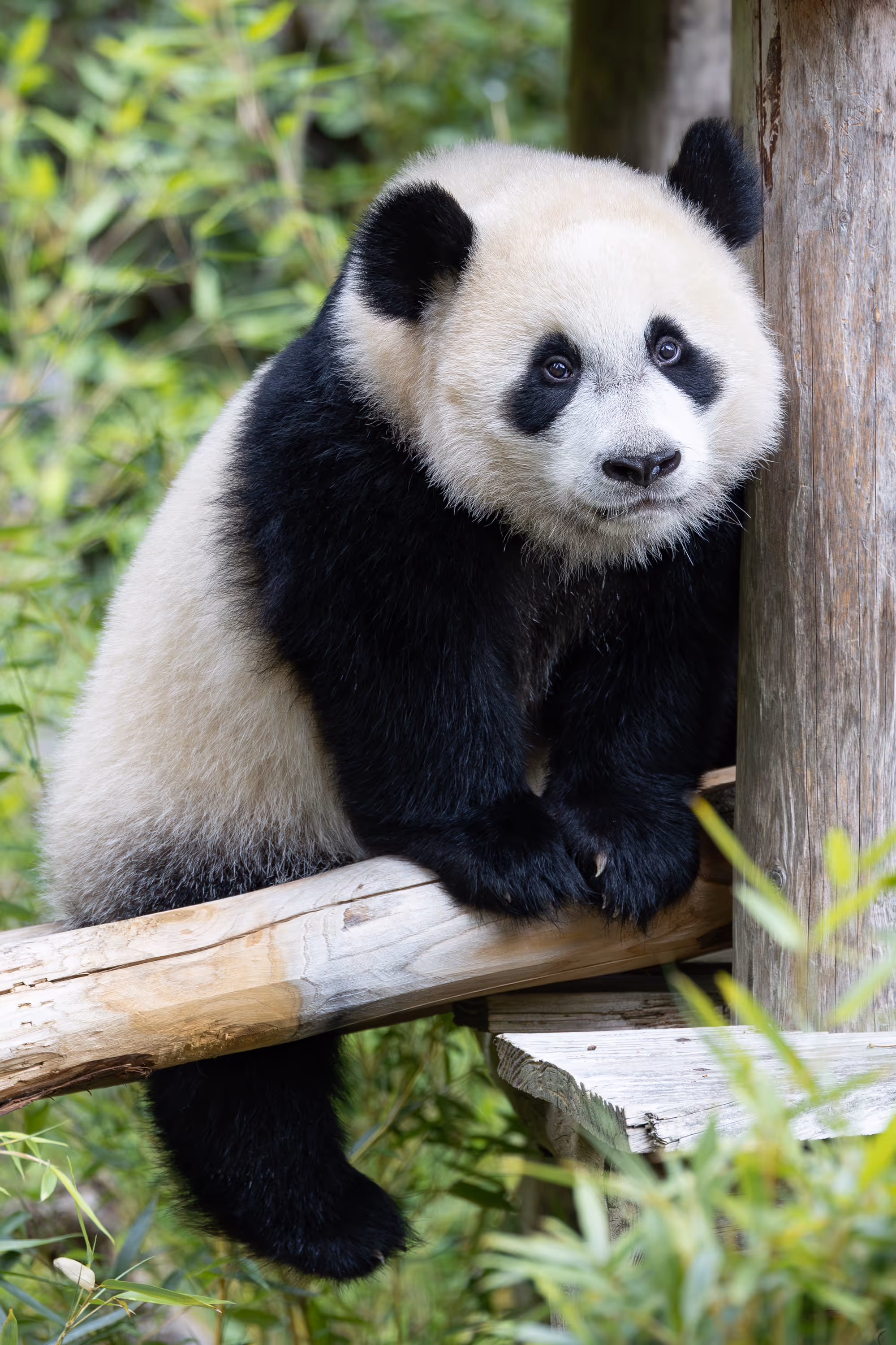 Reuzenpandajong Lang Yue, Ouwehands Dierenpark