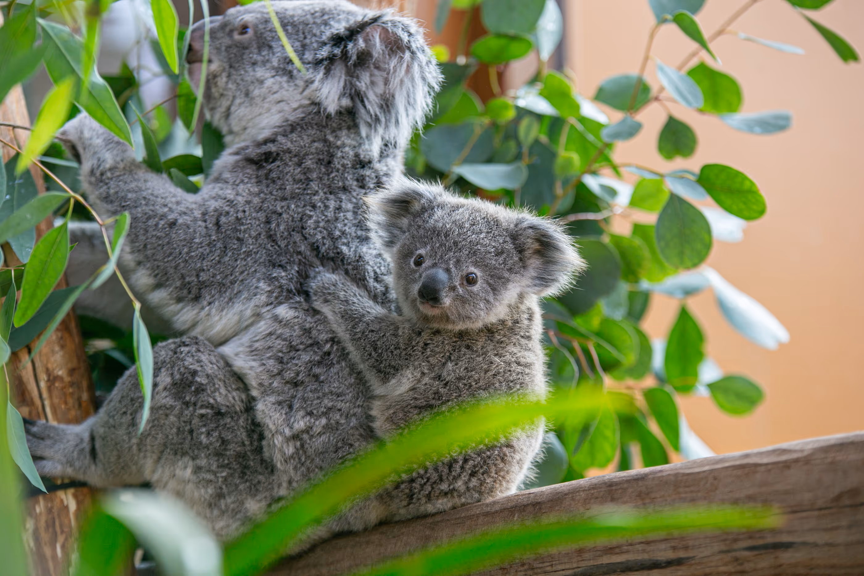 Koalajong, unieke diersoort in Ouwehands Dierenpark