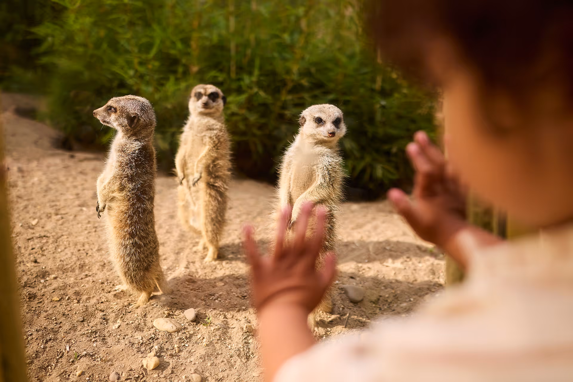 Schoolreisje voor de BSO of kinderopvang in de dierentuin