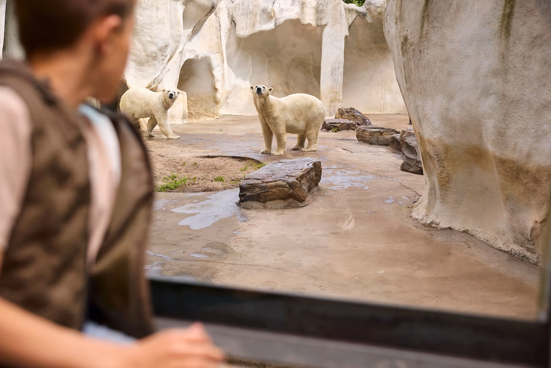 Dichtbij de ijsberen in Ouwehands Dierenpark